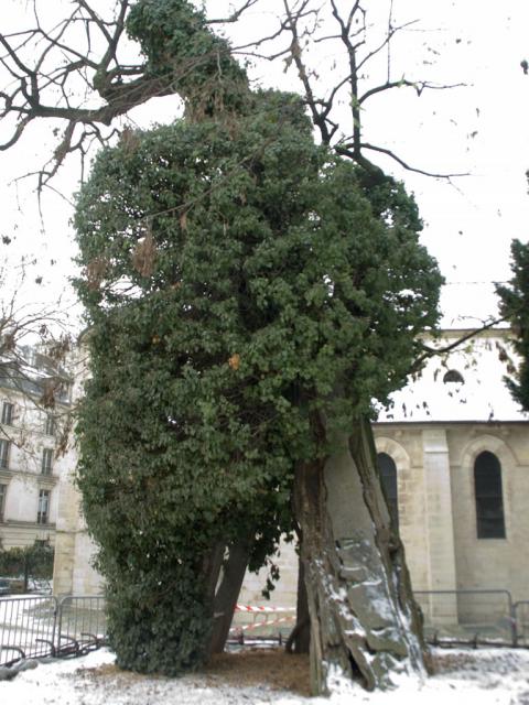 oudste boom